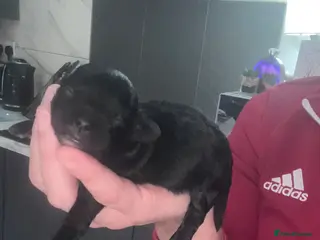 Shihpoo dogs Toy Shihpoo puppies - Advert 6