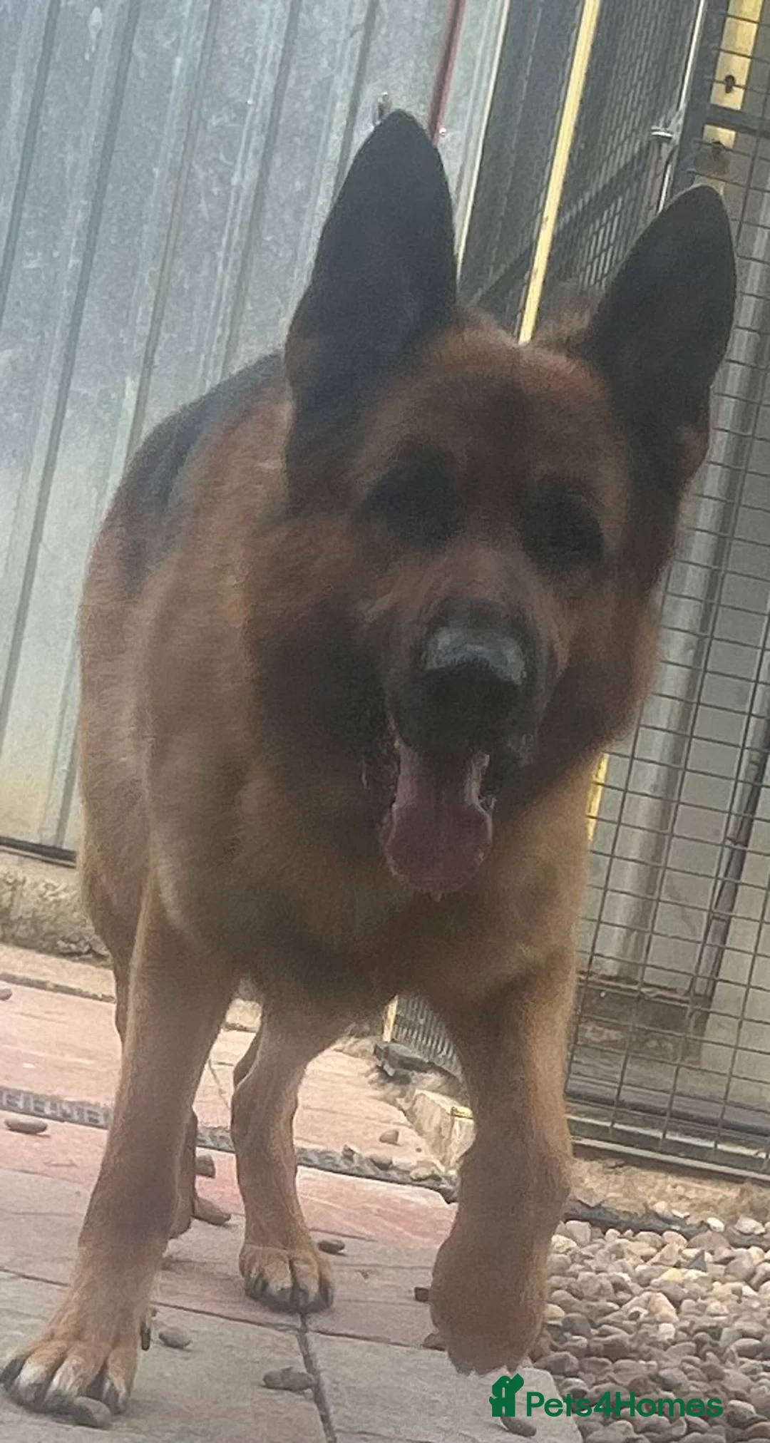 German Shepherd dogs for stud: Kc Registered GSD Proven Stud - Advert 8