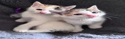 Mixed Breed cats for sale: Mainecoonx kittens  - Advert 11