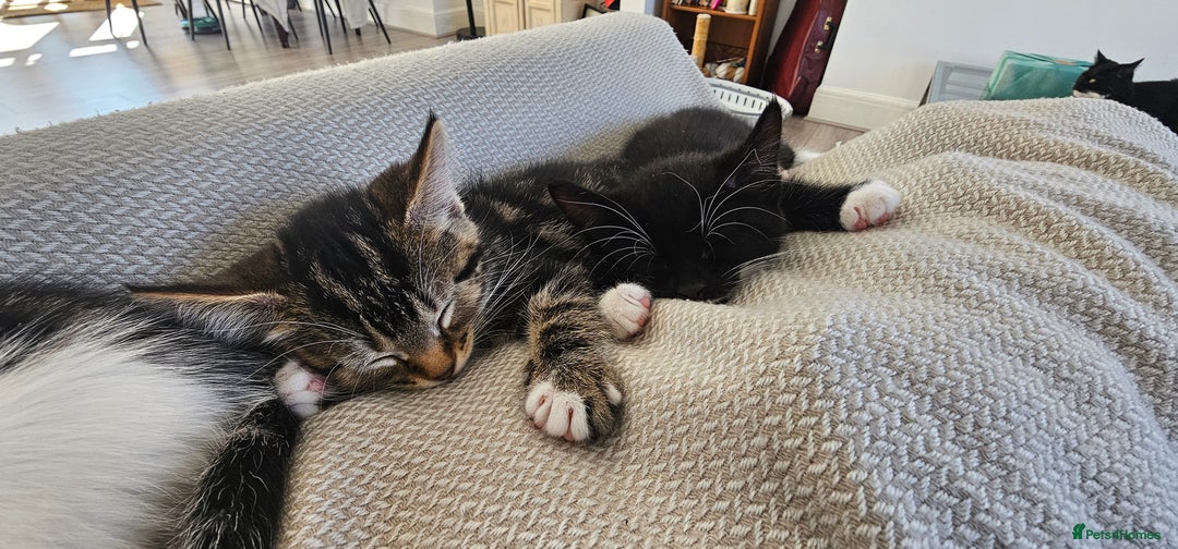 Mixed Breed cats for sale: Beautiful friendly kitties 💖 ready for homes 💕 - Image 34