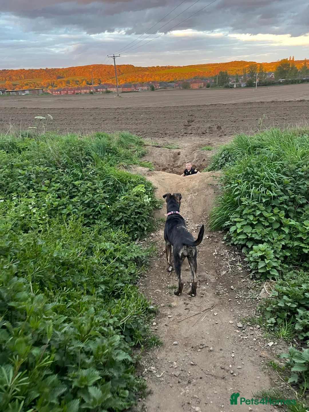 Mixed Breed dogs for sale: Mable  4 months old, gentle girl - Advert 3