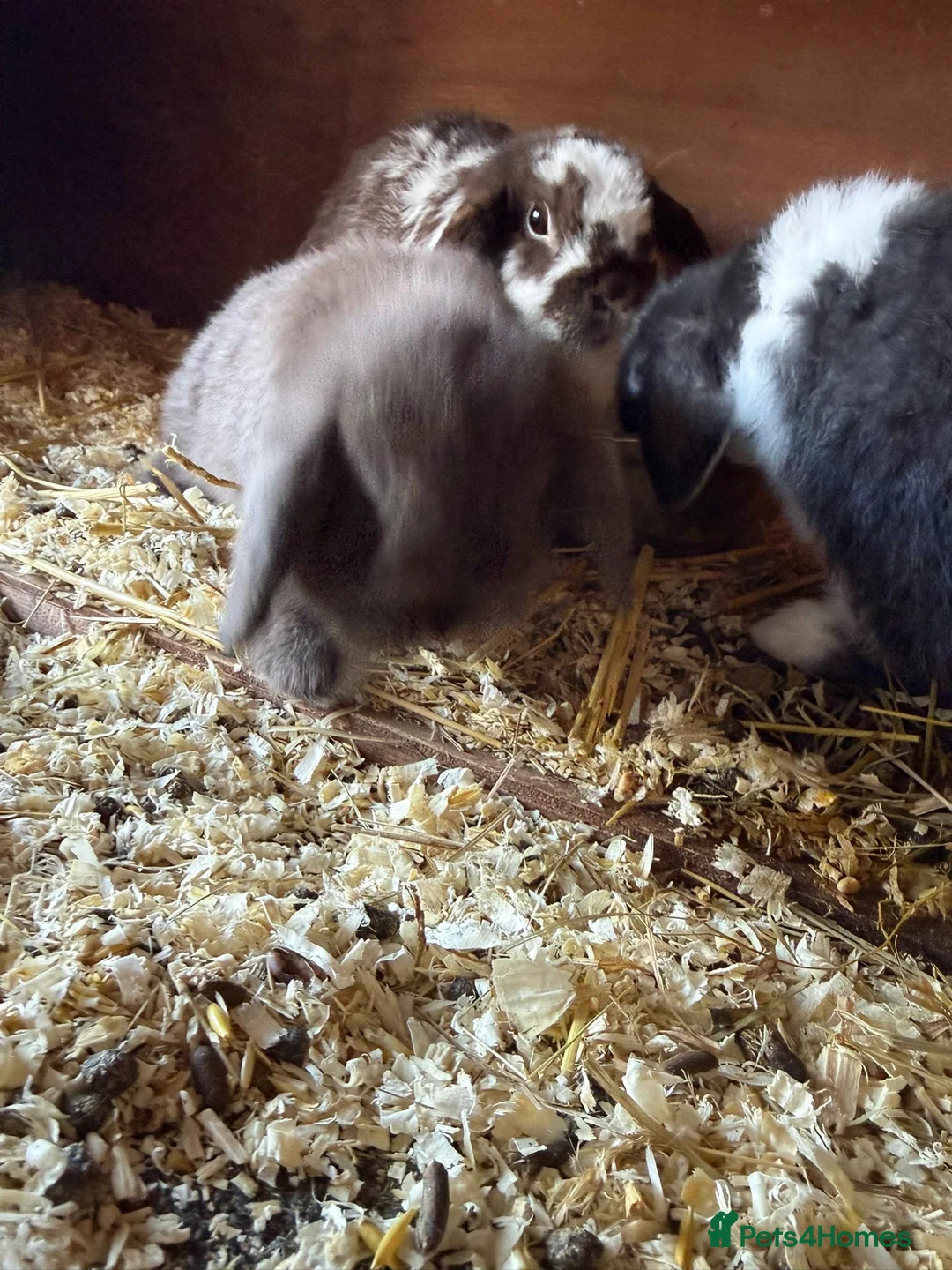 Mini Lop rabbits for sale: One beautiful baby rabbit for sale  - Advert 4