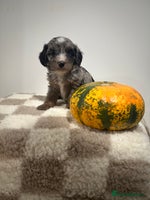 Cavapoo dogs - Advert 7