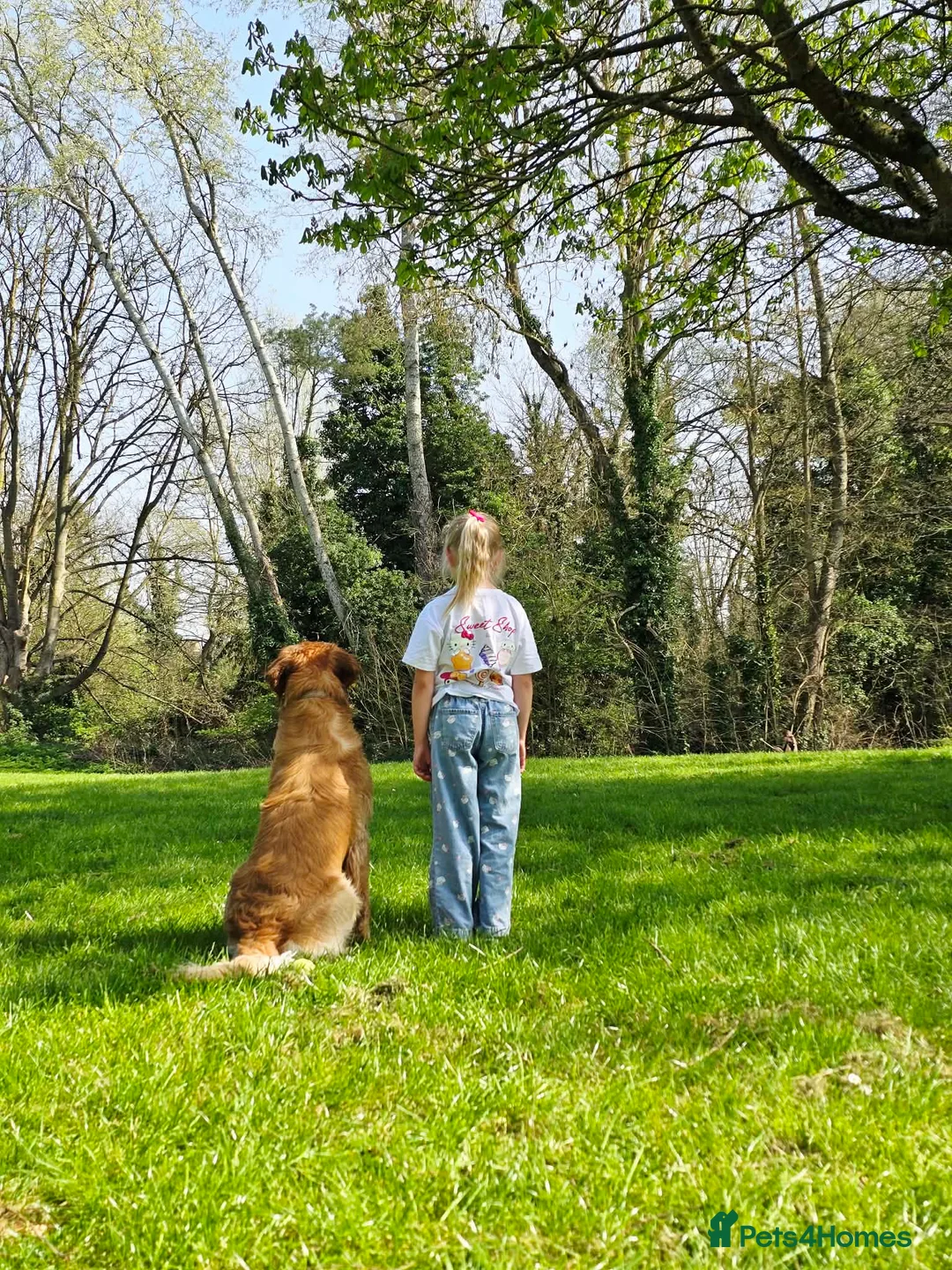 Golden Retriever dogs for stud: KC Registered Golden Retriever Stud Dog DNA Tested - Advert 2