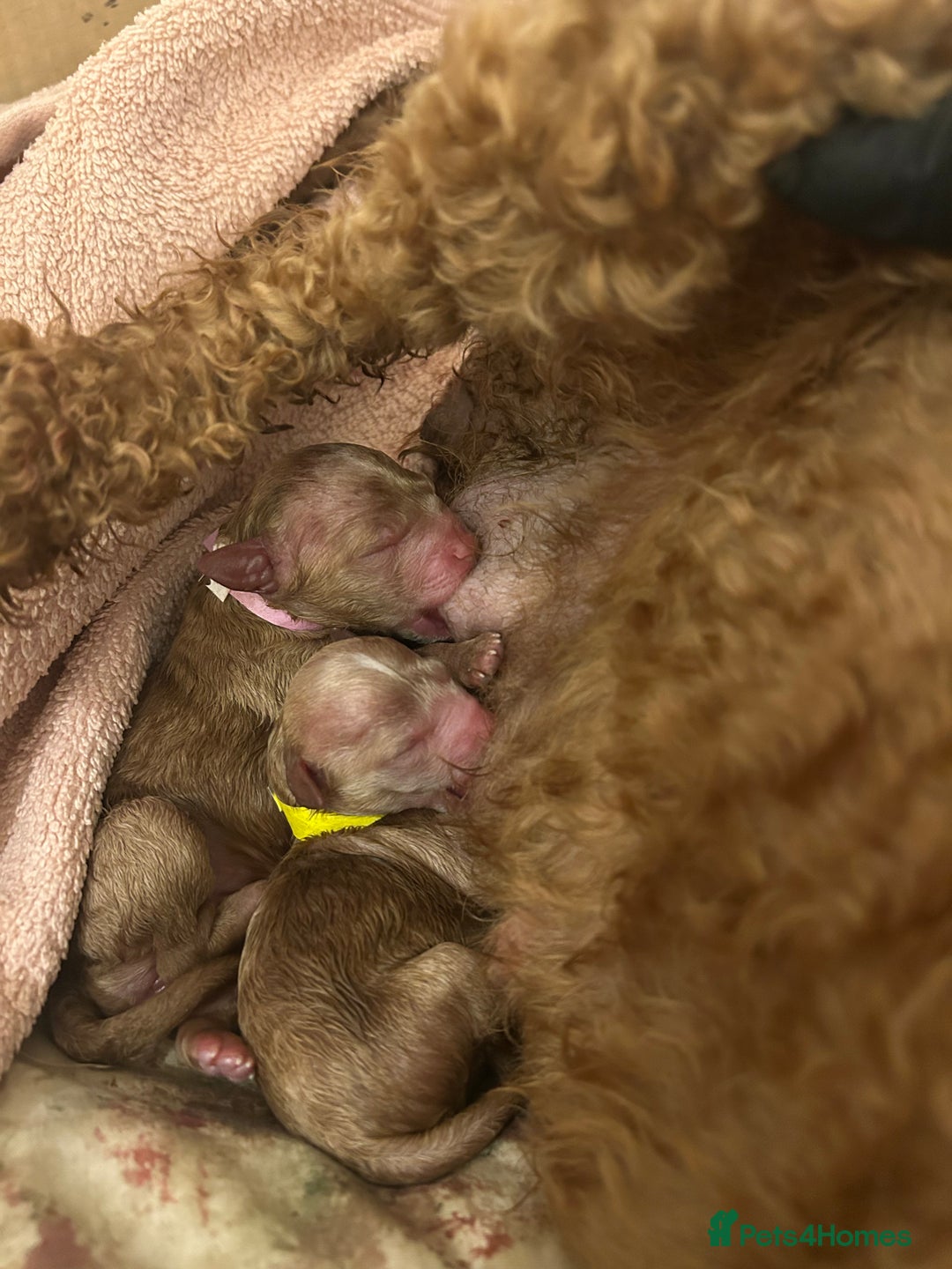 Cavapoo dogs for sale: Cavapoo Puppies for Sale - Image 5