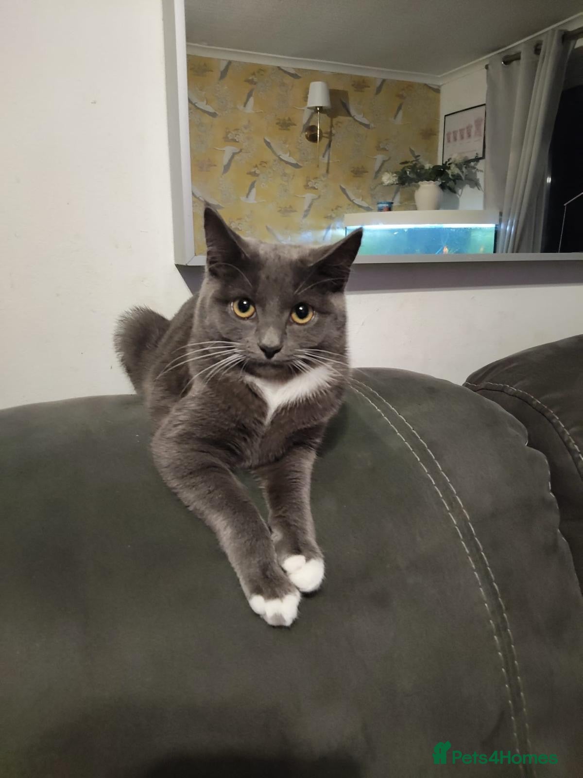 Mixed Breed cats ❤️🐱 STORM – DON'T LET HER NAME FOOL YOU - Advert 1