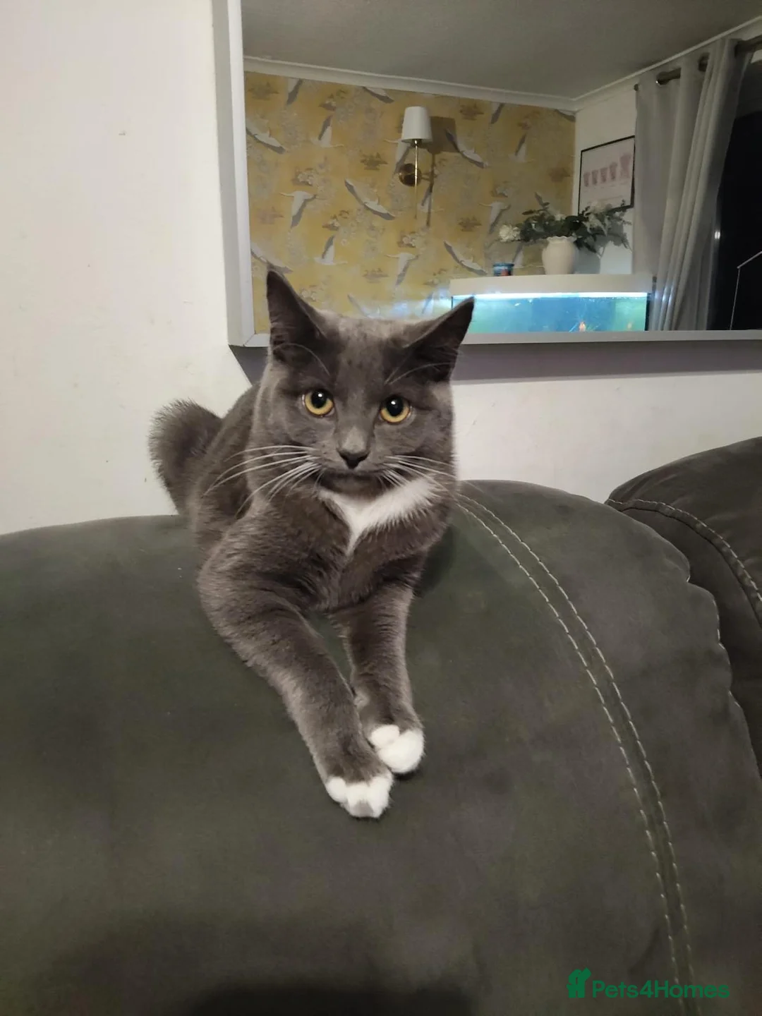 Mixed Breed cats for adoption: ❤️🐱 STORM – DON'T LET HER NAME FOOL YOU in Derby - Advert 1