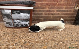 English Springer Spaniel dogs for sale: English springer spaniel working puppies  - Image 7