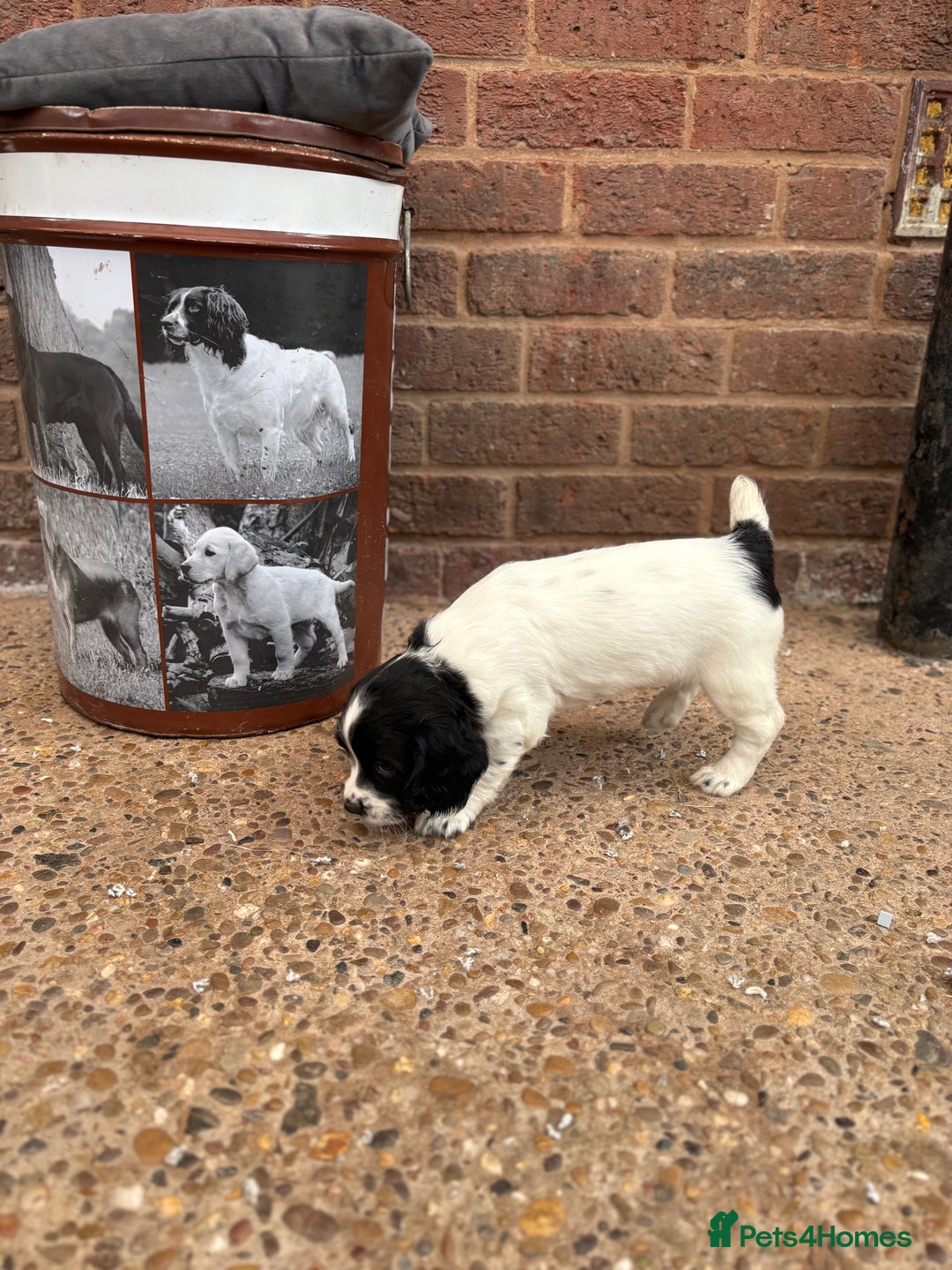 English Springer Spaniel dogs for sale: English springer spaniel working puppies  - Image 7