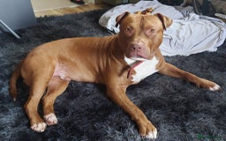 Mixed Breed dogs for sale: 	Castro – Gentle Cane Corso x Bully 🐶💛 - Image 3