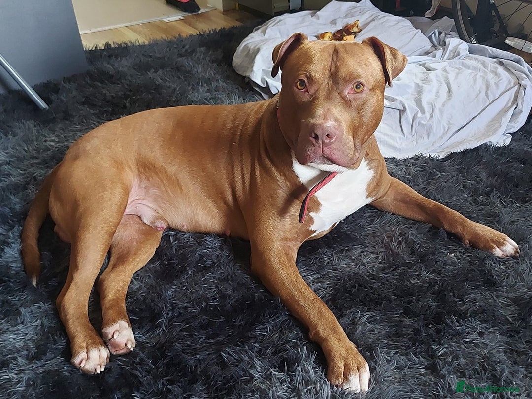 Mixed Breed dogs for sale: 	Castro – Gentle Cane Corso x Bully 🐶💛 - Image 3