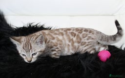Bengal cats for sale: Gorgeous Bengal kittens - Image 6