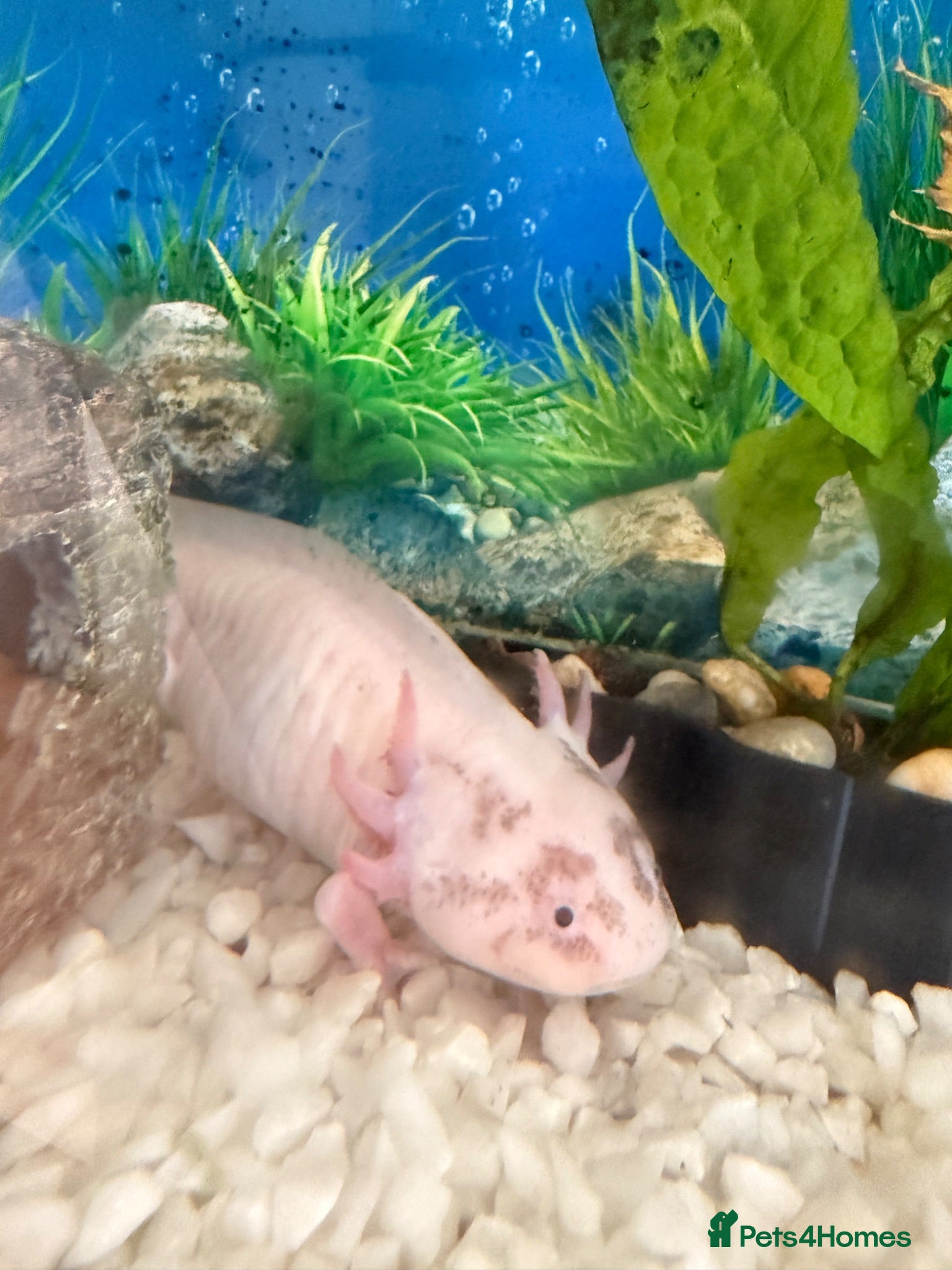 Axolotl reptiles Axolotl 2 years old  - Advert 1