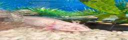 Axolotl reptiles for sale: Axolotl 2 years old  - Advert 1