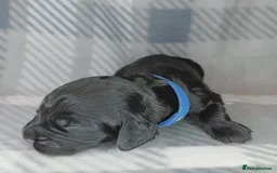 Cocker Spaniel dogs for sale: Show x Working Cocker Spaniels, HEALTH tested - Image 10