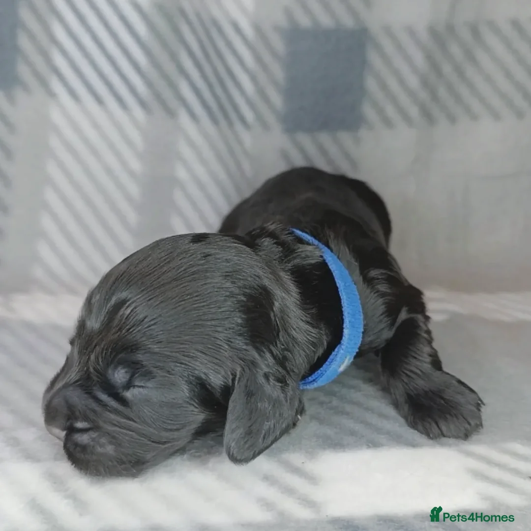 Cocker Spaniel dogs for sale: Show x Working Cocker Spaniels, HEALTH tested - Image 10