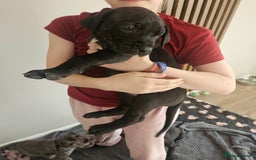 Great Dane dogs for sale: Great dane puppies  - Image 19