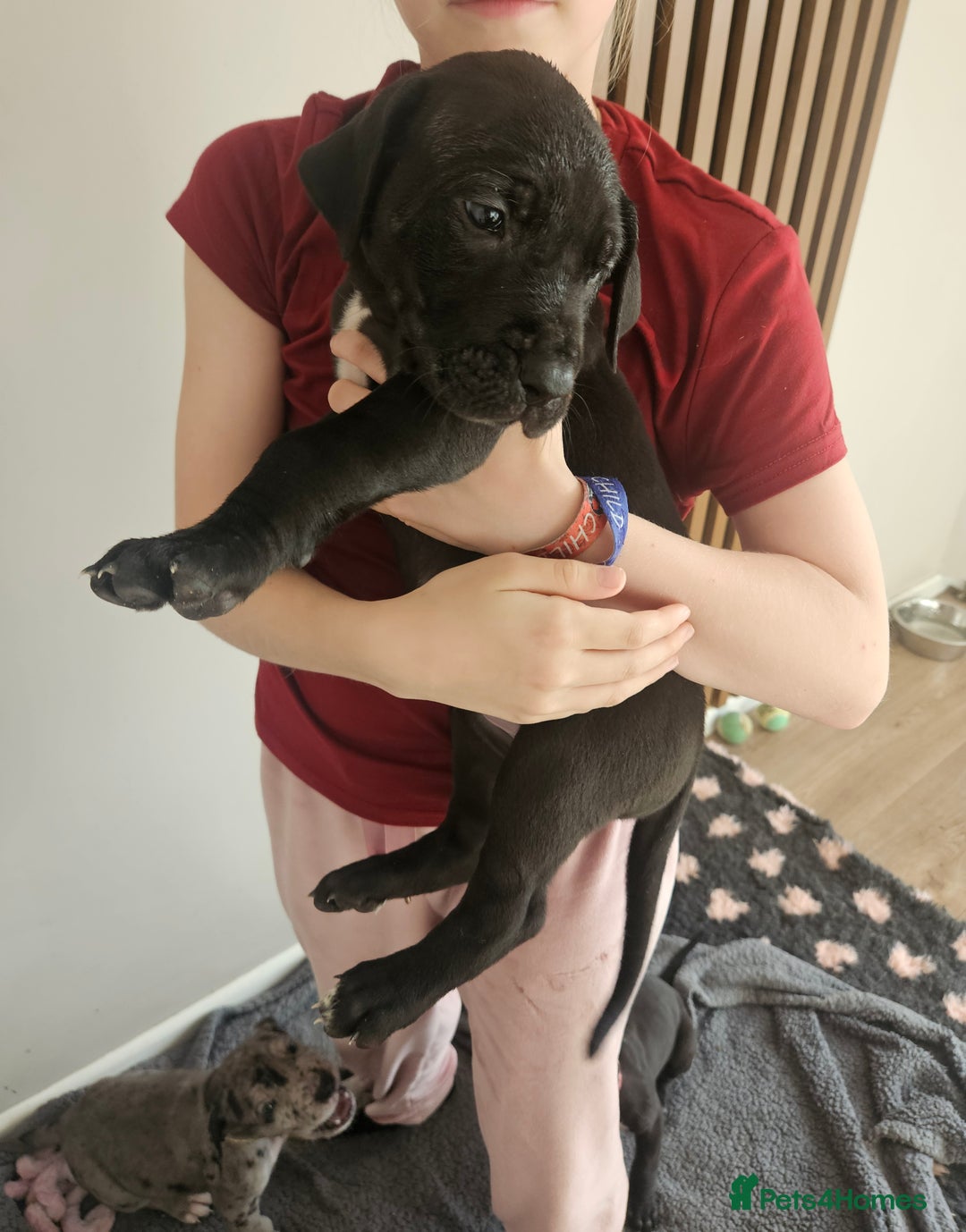 Great Dane dogs for sale: Great dane puppies  - Image 19