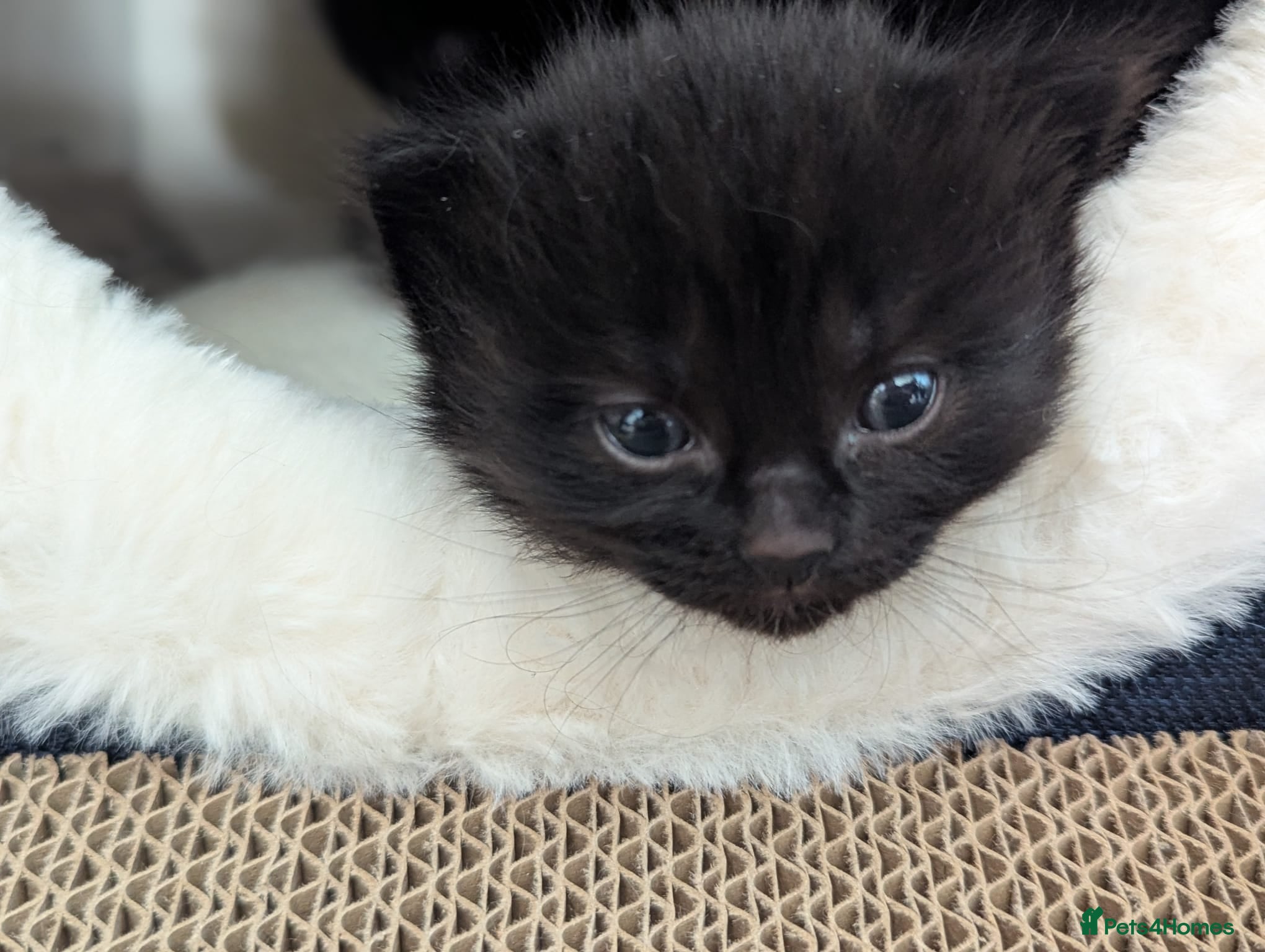 Mixed Breed cats for sale: Two kittens for sale  - Advert 5