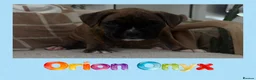 Boxer dogs for sale: 🐾 Exceptional Pedigree KC Reg. Boxer Puppies 🐾 - Advert 27