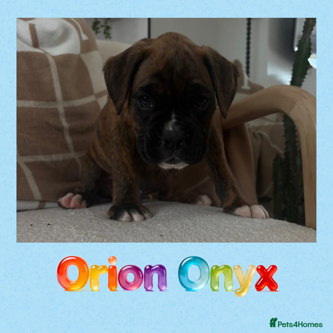 Boxer dogs for sale: 🐾 Exceptional Pedigree KC Reg. Boxer Puppies 🐾 - Advert 27
