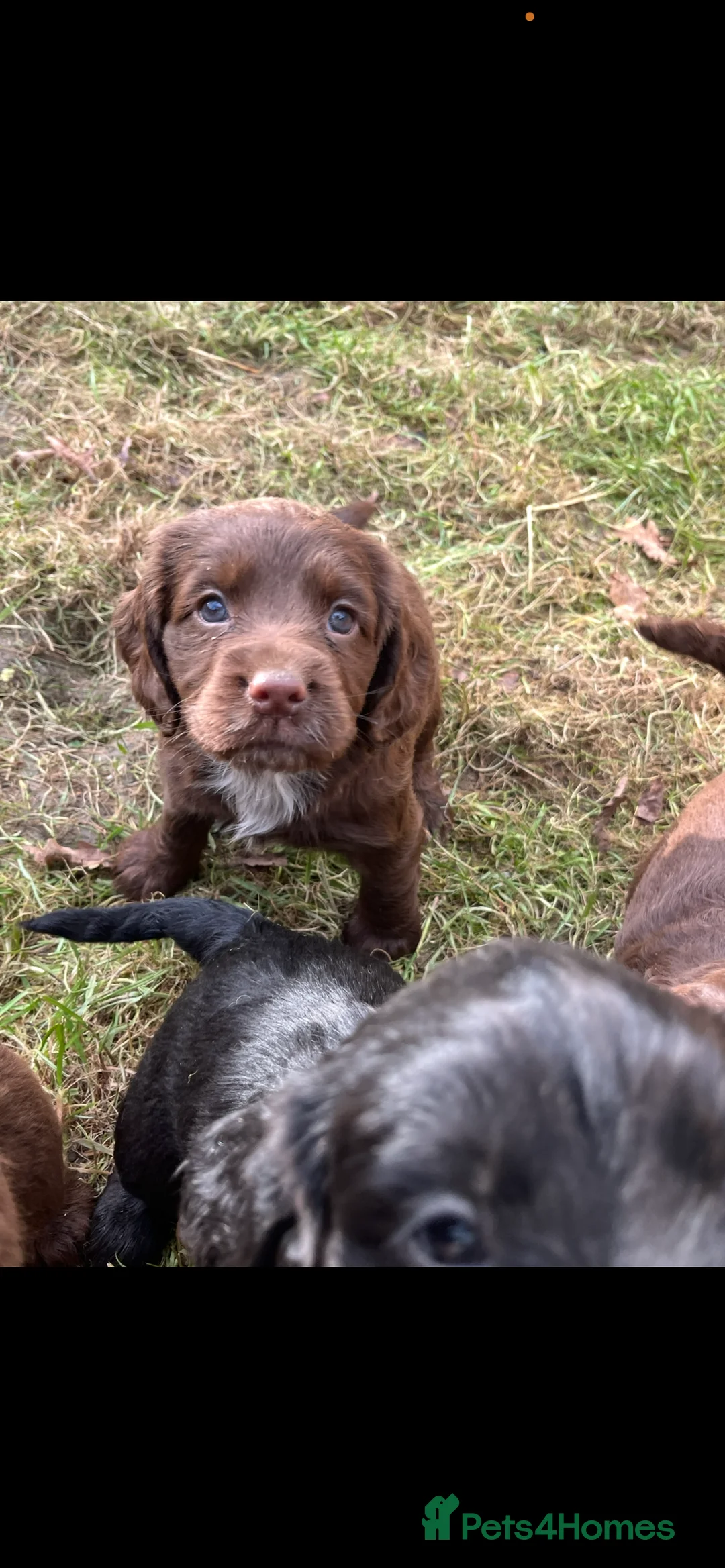 Cocker Spaniel dogs for sale: 1 chocolate boy✨Beautiful Cockerspaniels Puppies - Advert 34