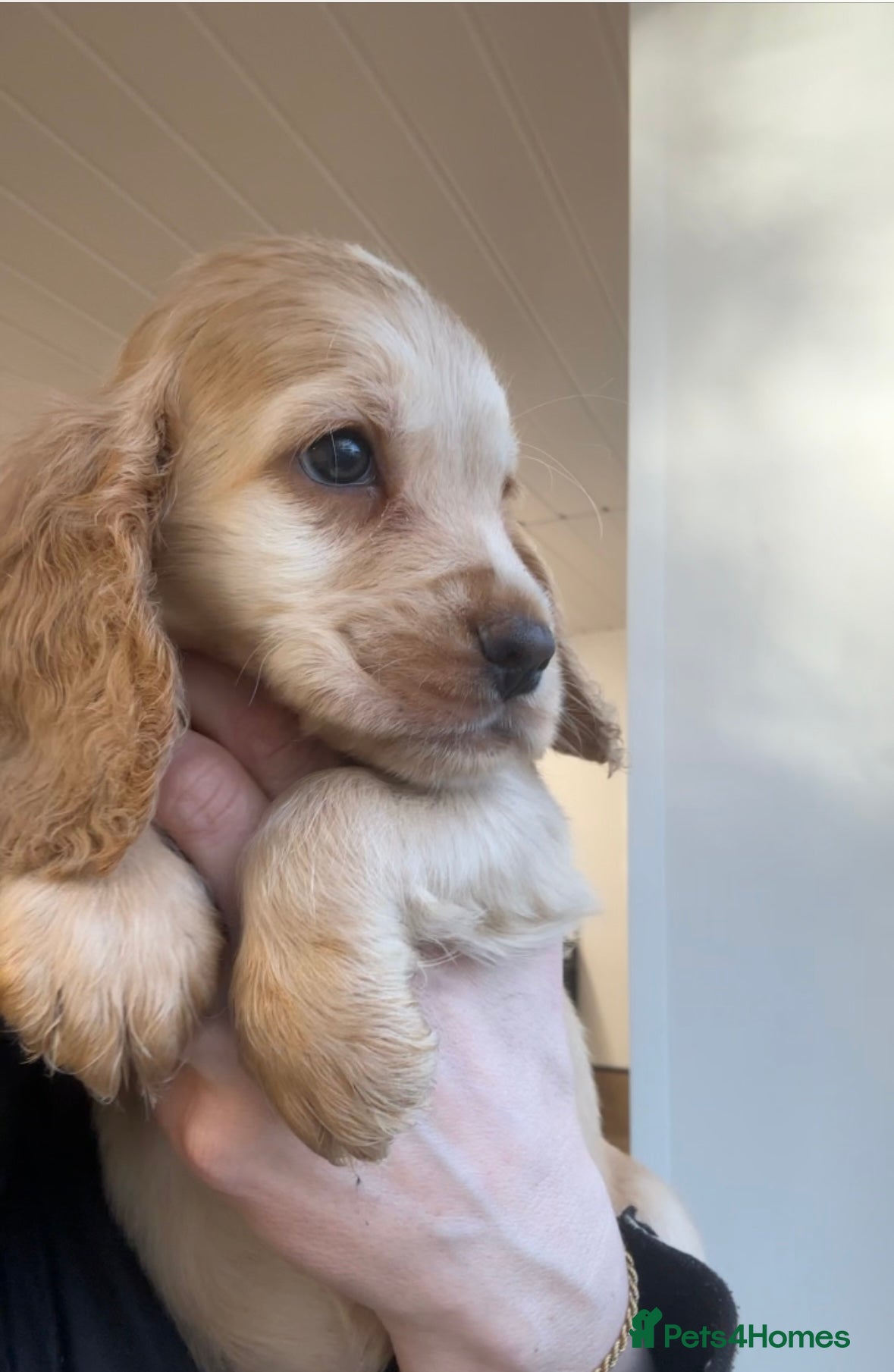 Cocker Spaniel dogs 100% sable show cockers  - Advert 6