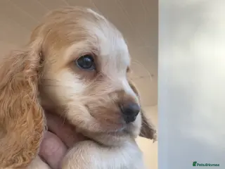 Cocker Spaniel dogs Ready Now 100% sable show cockers - Advert 13