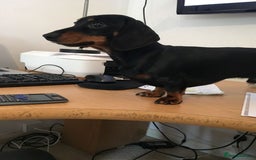 Miniature Dachshund dogs for stud: Pra Clear Black & Tan Mini Dachshund For Stud in Redhill - Image 4