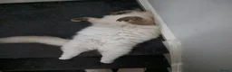 Ragdoll cats for sale: Lonely ragdoll in need of company and new home - Advert 3