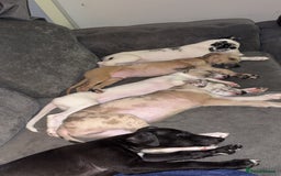Mixed Breed dogs for sale: Collie Whippet Greyhound  - Image 20