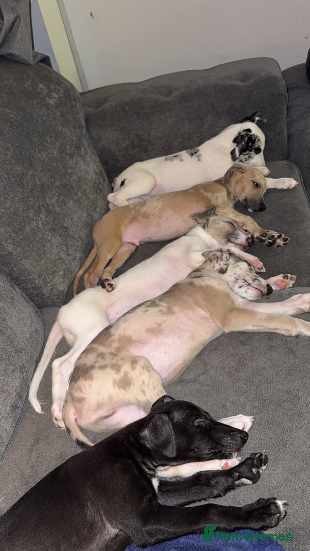 Mixed Breed dogs for sale: Collie Whippet Greyhound  - Image 20