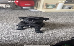Pug dogs for sale: 2 male black pugs - Image 7