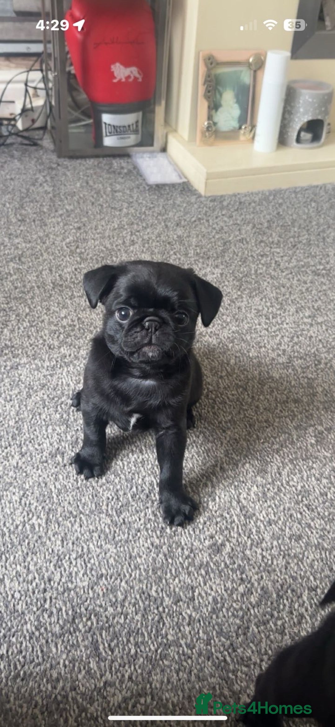 Pug dogs for sale: 2 male black pugs - Image 7