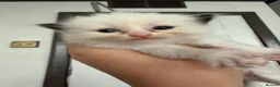 Ragdoll cats for sale: 🤍Pure Breed Ragdolls-last bicolour boy left 🤍 - Advert 20
