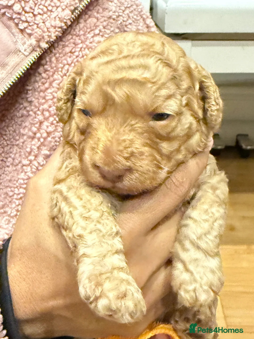 Cavapoo dogs for sale: Cavapoo Puppies, Parents DNA Health Tested - Advert 2