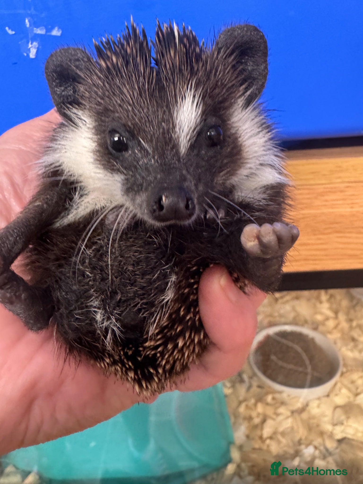 Pygmy Hedgehog rodents Stunning tame babies ready with/without set up  - Advert 1