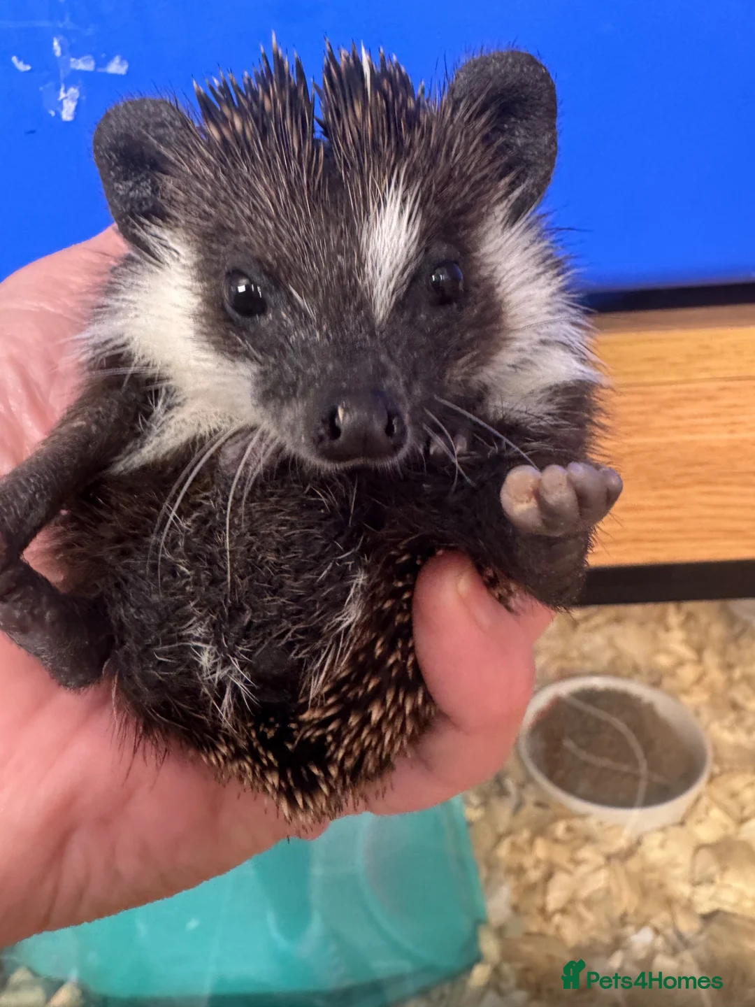 Pygmy Hedgehog rodents for sale: Stunning tame babies ready with/without set up  - Advert 1