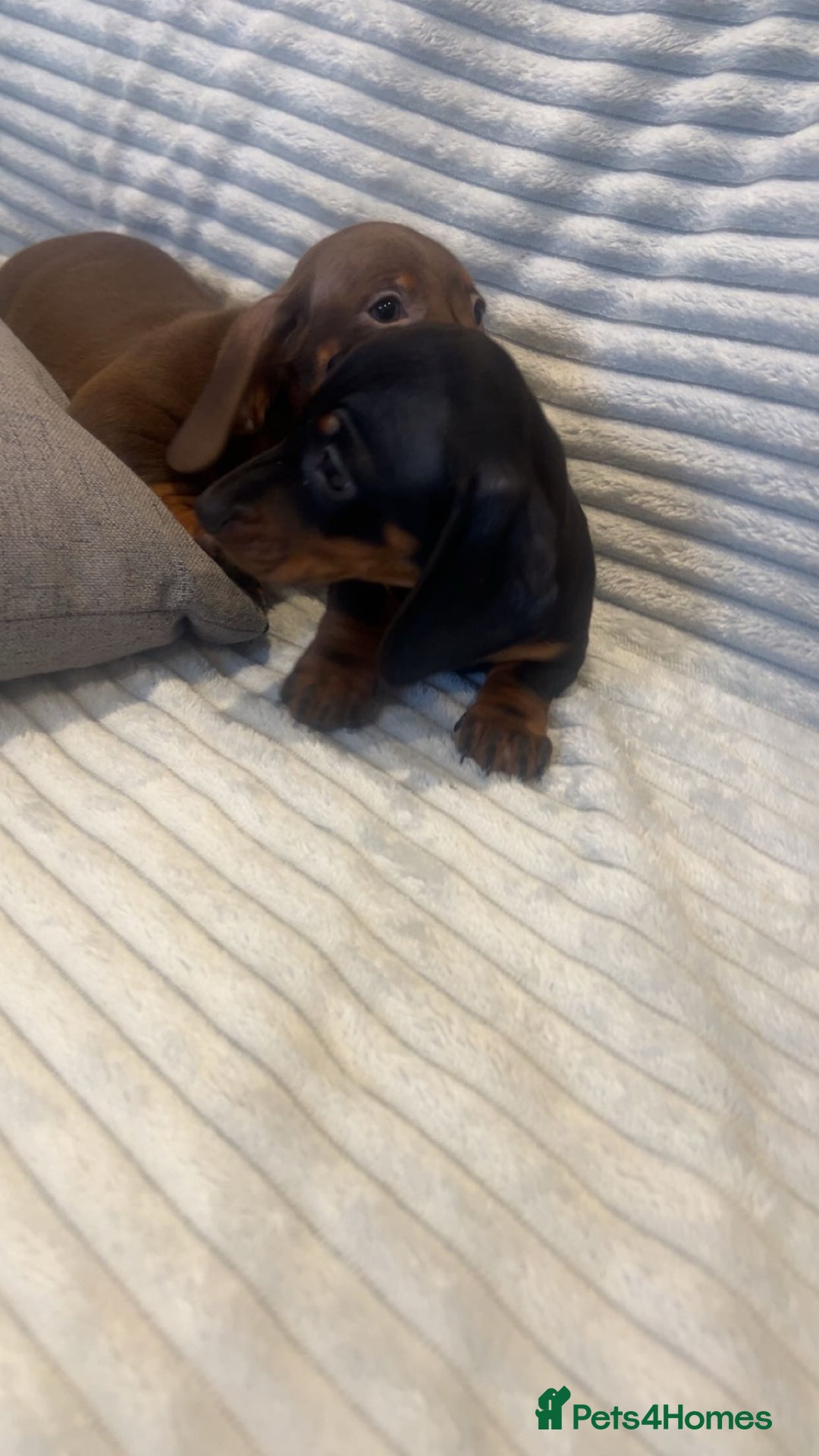 Miniature Dachshund dogs for sale: Minatures dachounds - Advert 12