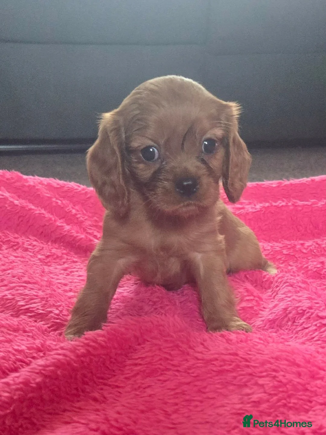 Cavalier King Charles Spaniel dogs for sale: Beautiful pups - Advert 22