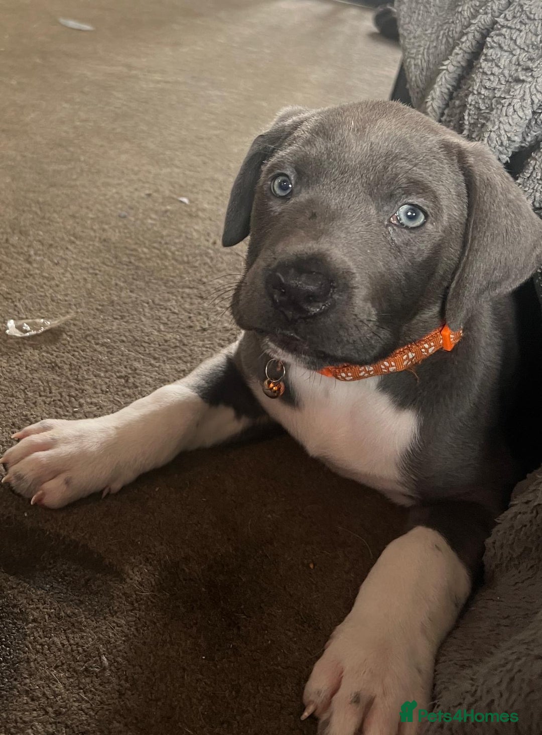 Cane Corso dogs for sale: Beautiful rare cane corso with white legs  - Advert 10