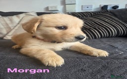 Goldador dogs for sale: Kitanas puppies  - Image 11