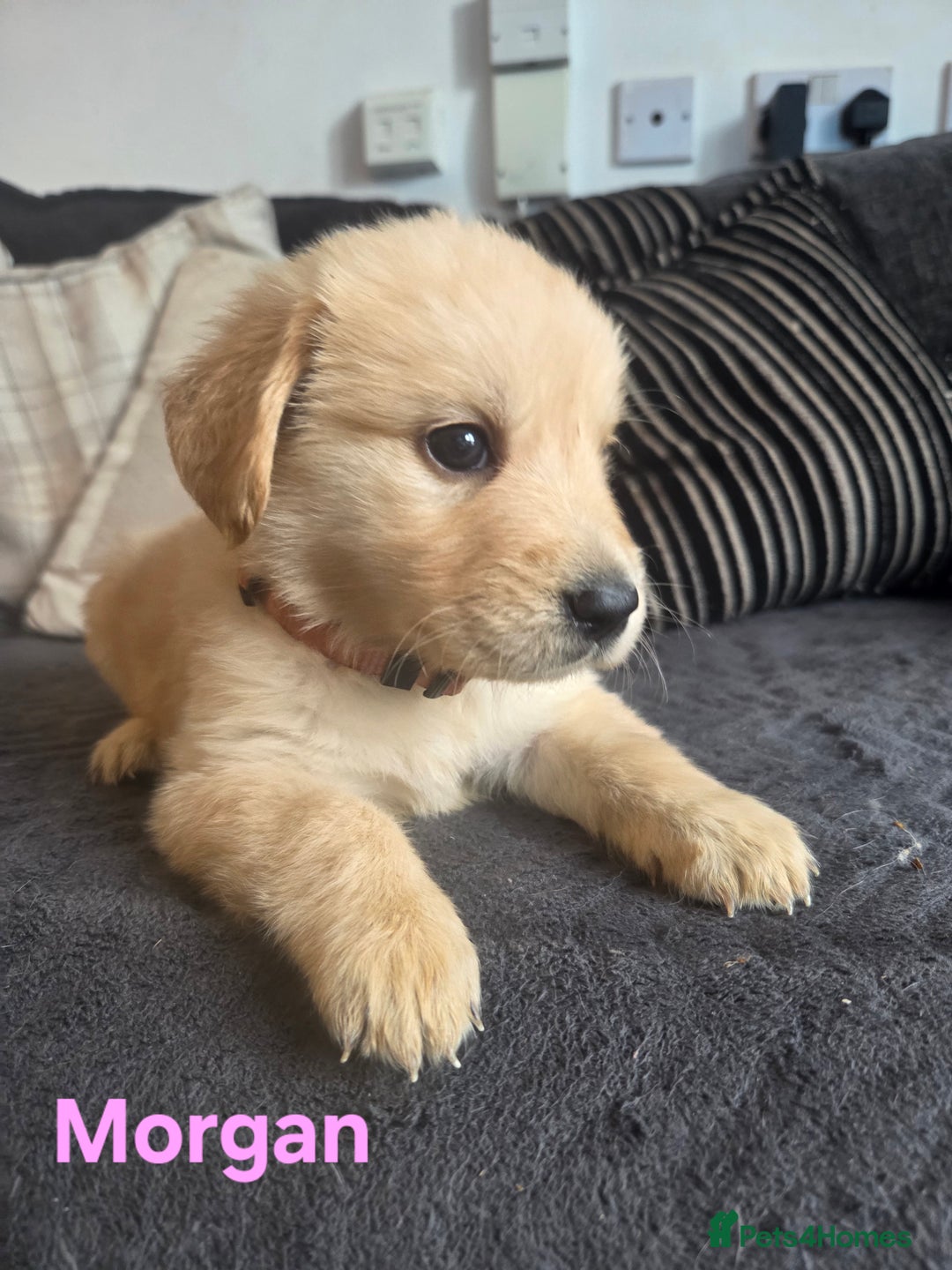Goldador dogs for sale: Kitanas puppies  - Image 11