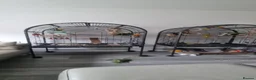 Conures birds for sale: Black Cap Conure.  in Bury Saint Edmunds - Advert 4