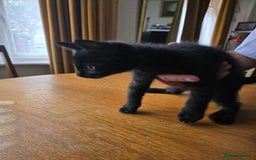 Mixed Breed cats for sale: 3 kittens £30 each - Image 4