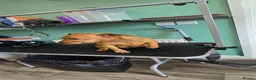 Lakeland Terrier dogs for sale: Coco the lakland terrier  - Advert 3
