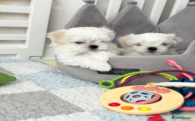 Maltese dogs - Advert 2