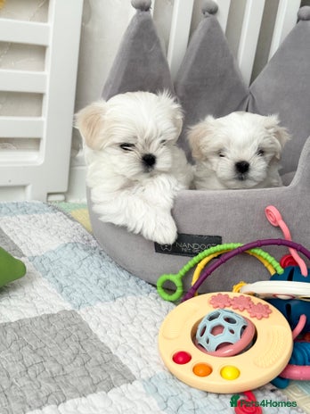 Maltese dogs - Advert 2