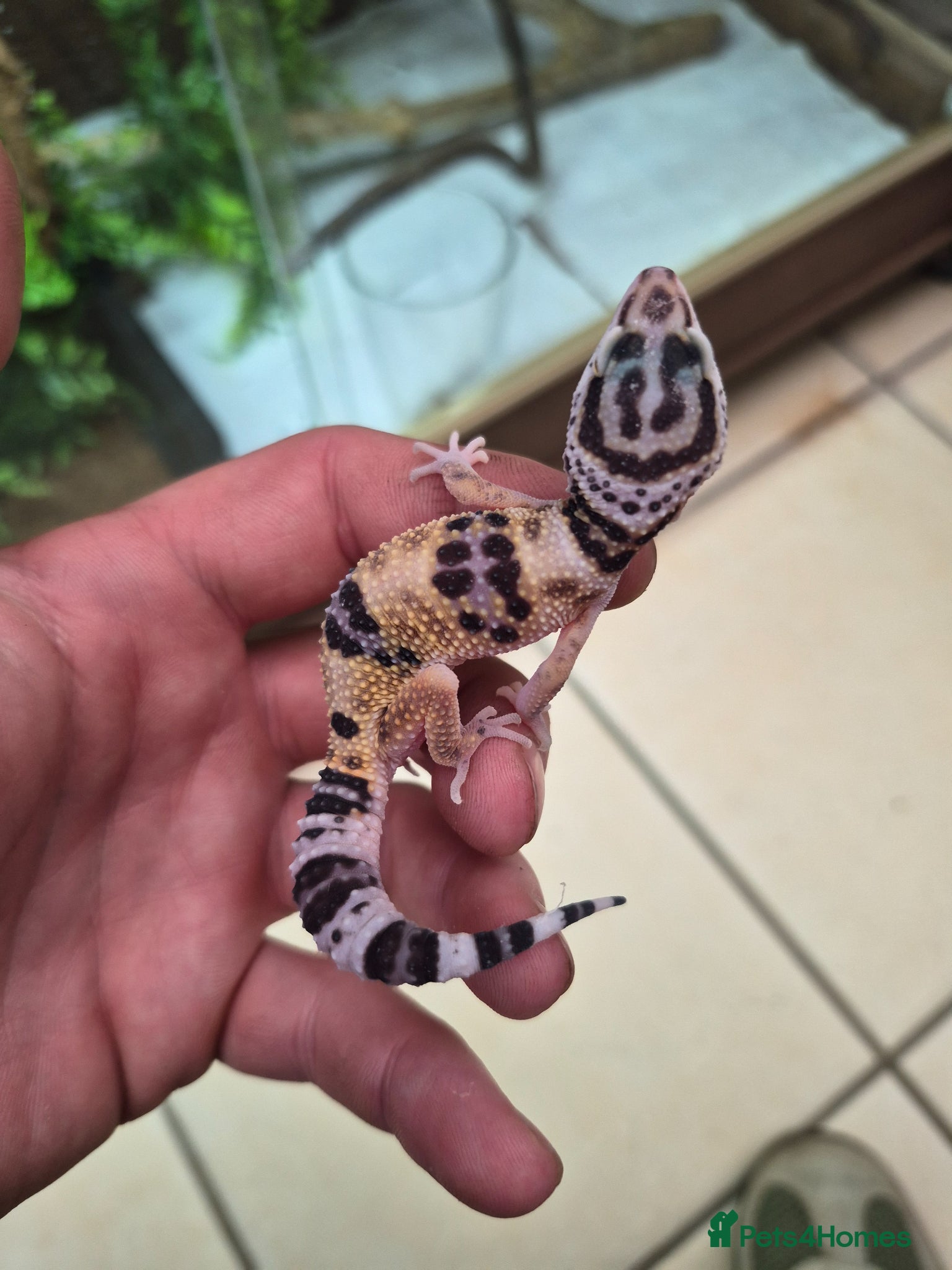 Leopard Gecko reptiles Various leopard geckos - Advert 2