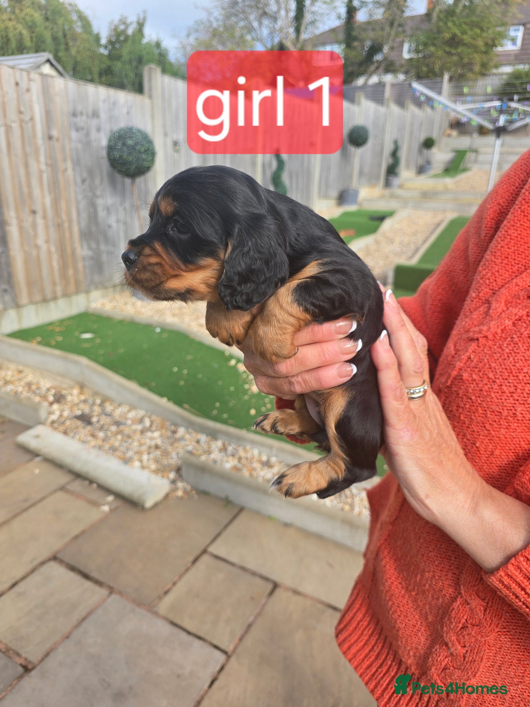 Cocker Spaniel dogs for sale: Cocker spaniel puppies  - Image 5